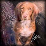 Springer Spaniel Dog Portrait