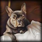 French Bulldog Dog Portrait