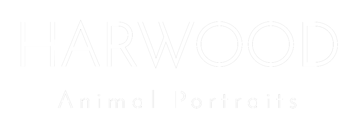 Harwood Animal Portraits